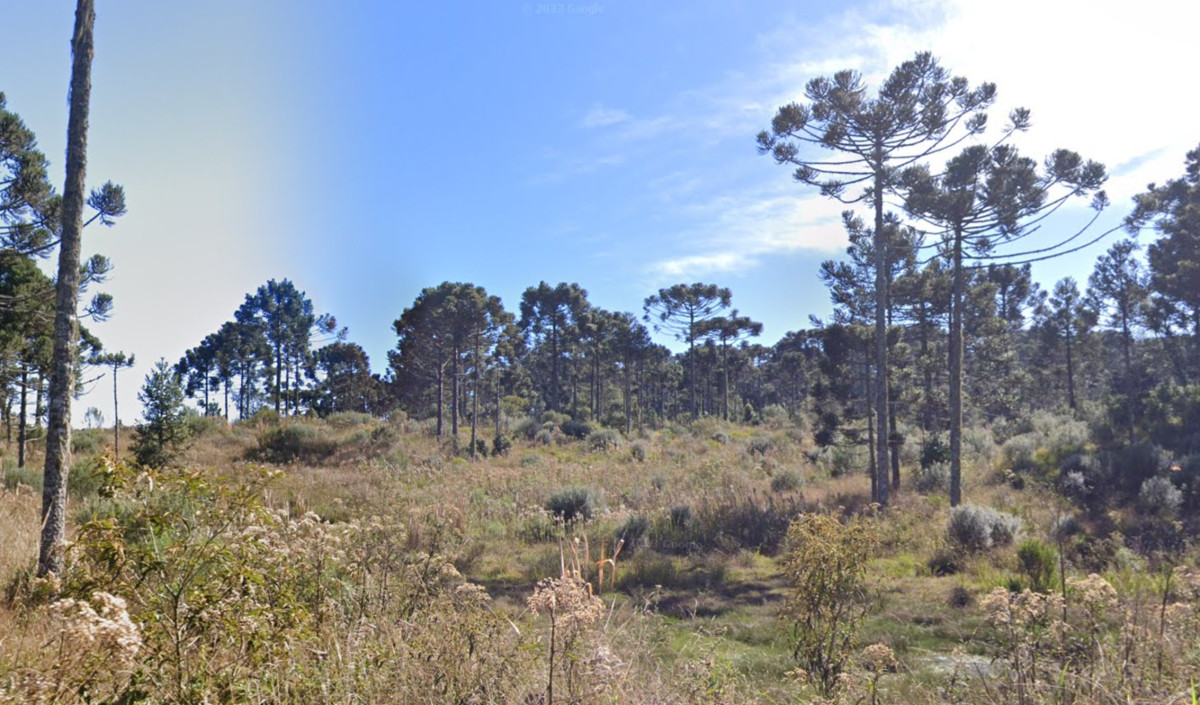 IMÓVEL RURAL NO LUGAR DENOMINADO SÃO MIGUEL, FAZENDA SÃO MANOEL, GENERAL CARNEIRO/PR — foto 5